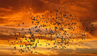 Cái chết kỳ lạ của loài chim Jatinga Ấn Độ