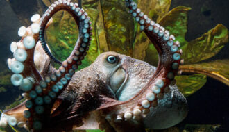 Tìm hiểu khả năng tàng hình của bạch tuộc