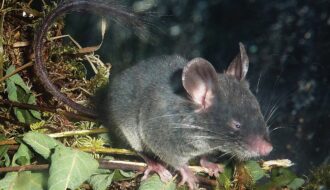 Khám phá về loài chuột sóc lùn tại Trung Quốc