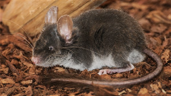Khả năng đặc biệt của chuột sóc lùn