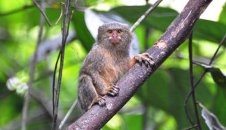 Bất ngờ phát hiện loài khỉ có kích thước nhỏ nhất thế giới