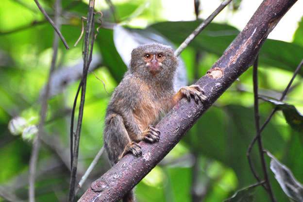 Loài khỉ Cebuella niveiventris