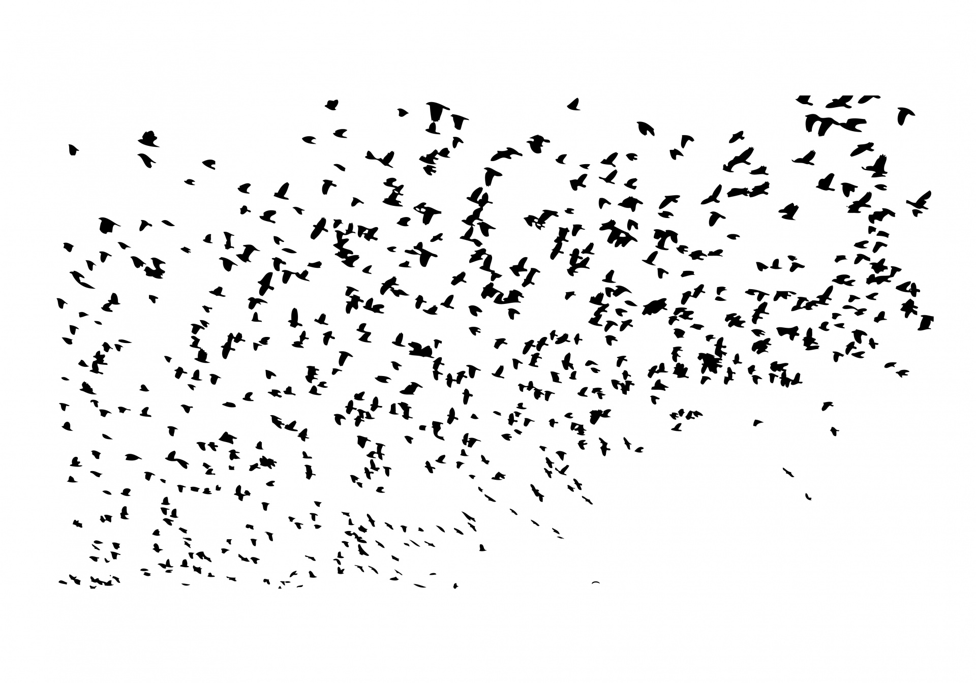 Hàng trăm con chim “tự sát” tập thể