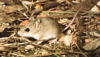 Cá thể của loài chuột Gould thì ra vẫn còn tồn tại