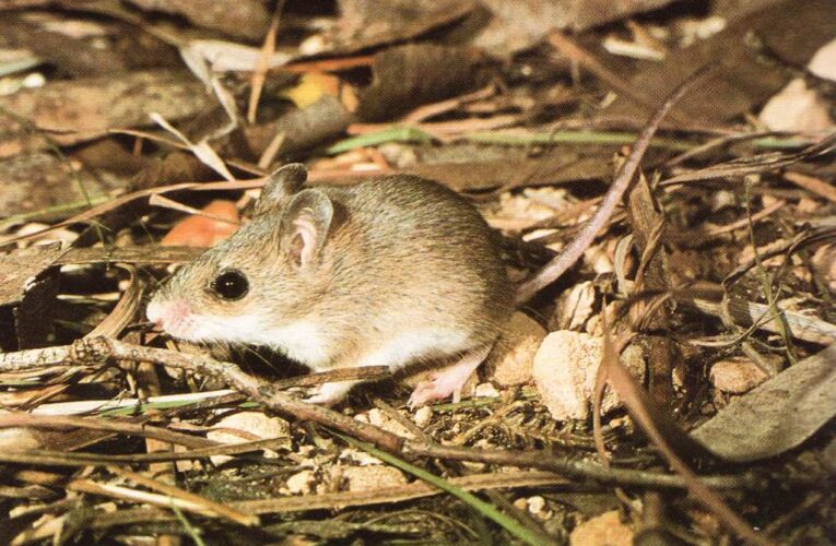 Cá thể của loài chuột Gould thì ra vẫn còn tồn tại