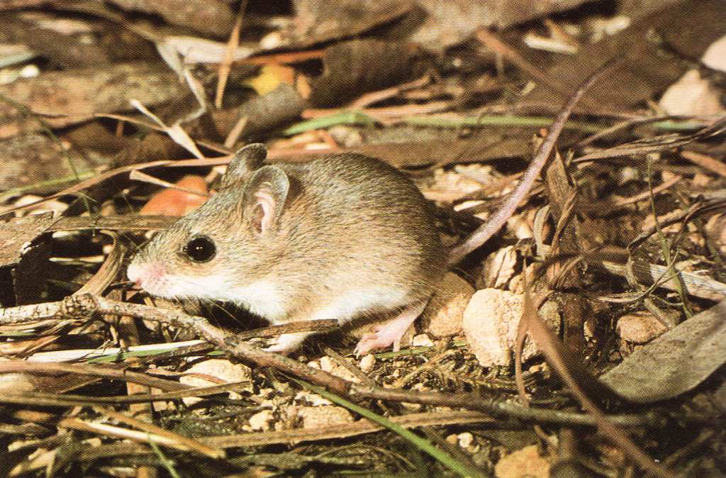 loài chuột Gould