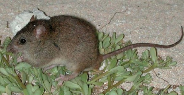 Phát hiện các cá thể của loài chuột Gould