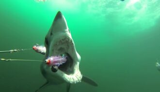 Cảnh tượng ngỡ như phim: Cá mập mắc kẹt trên thuyền