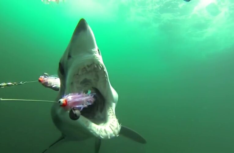 Cảnh tượng ngỡ như phim: Cá mập mắc kẹt trên thuyền