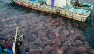 Chính phủ Hàn Quốc cảnh báo về một loài sứa không lồ có thể gây chết người