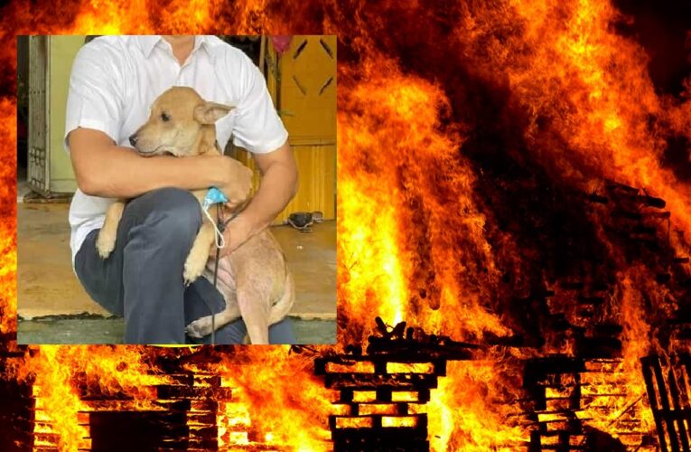 Chú chó ở Malaysia cứu gia đình chủ khỏi đám cháy