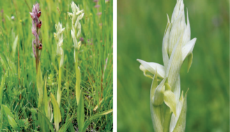 Hoa lan Serapias parviflora quý hiếm tưởng đã tuyệt chủng ở Anh nay bỗng xuất hiện