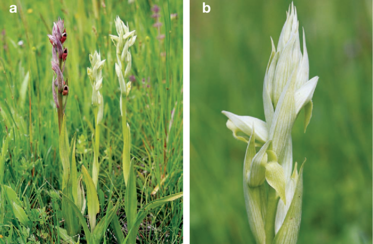 Hoa lan Serapias parviflora quý hiếm tưởng đã tuyệt chủng ở Anh nay bỗng xuất hiện