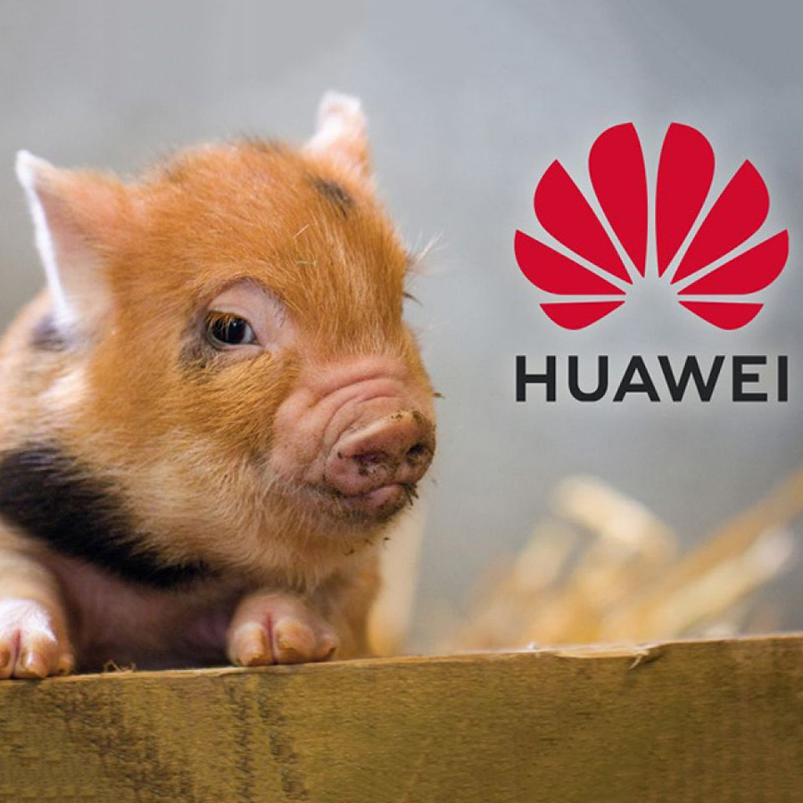 Huawei đang có dự án nuôi lợn bằng trí tuệ nhân tạo