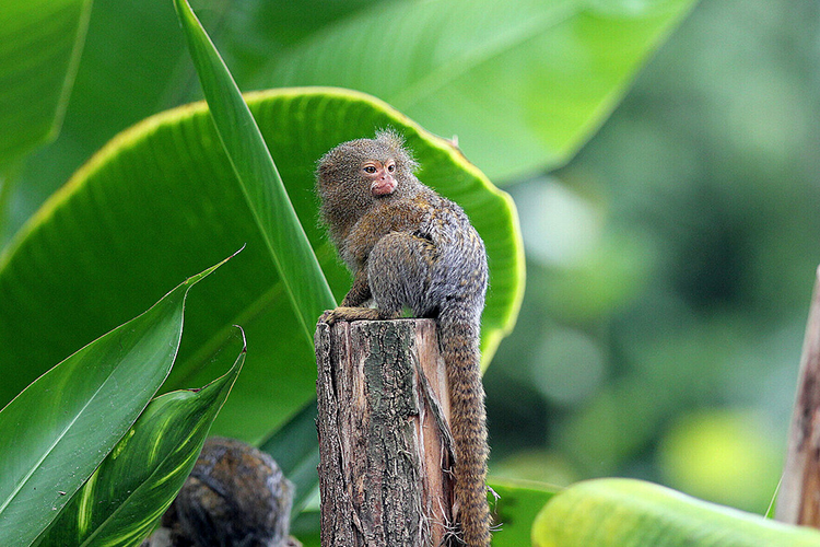 Loài khỉ Cebuella niveiventris
