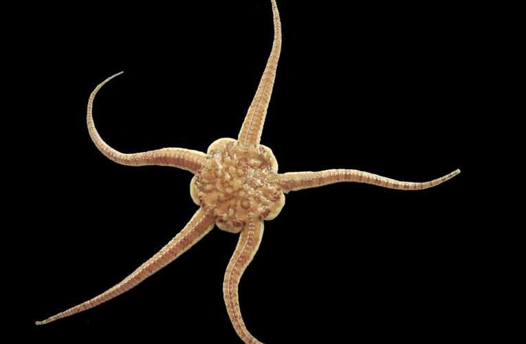 Loài sao biển đuôi rắn kỳ dị tìm thấy ở biển sâu Nam Thái Bình Dương