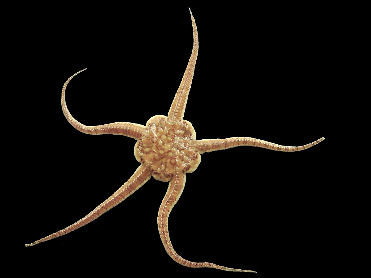 Loài sao biển đuôi rắn kỳ dị tìm thấy ở biển sâu Nam Thái Bình Dương