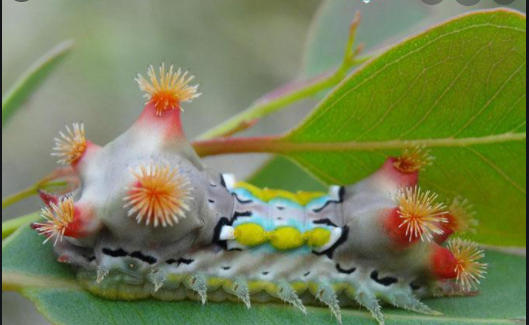 chất độc trong sâu bướm có tác dụng y học