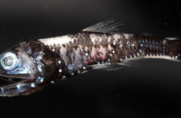 Phát hiện về những loài cá vùng biển sâu có thể nhìn thấy màu sắc trong bóng tối