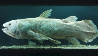 Quần thể cá cổ đại Coelacanth được phát hiện còn sống tại Madagascar