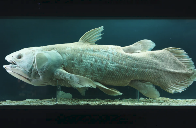 Quần thể cá cổ đại Coelacanth được phát hiện còn sống tại Madagascar