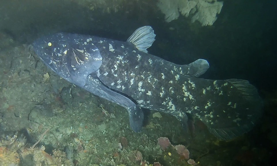 Phát hiện quần thể cá cổ đại Coelacanth tại Madagascar