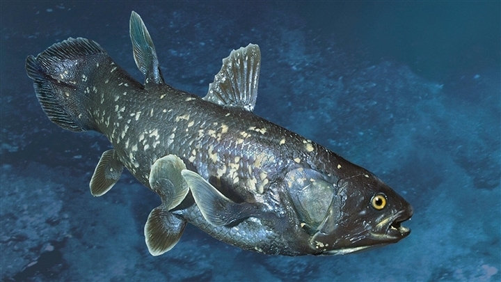 Cá Coelacanth có cấu trúc cơ thể rất độc đáo