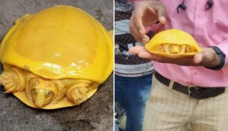 Rùa vàng Ấn Độ được phát hiện và thu hút rất nhiều sự chú ý