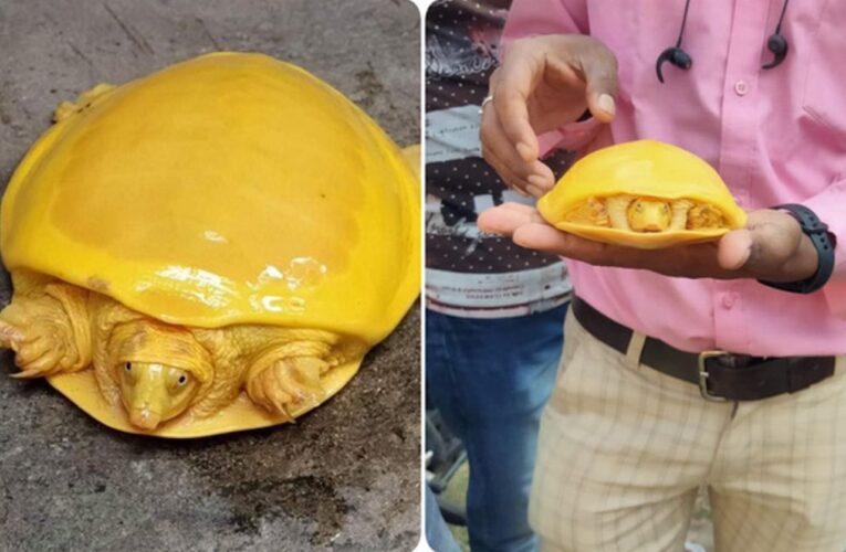 Rùa vàng Ấn Độ được phát hiện và thu hút rất nhiều sự chú ý