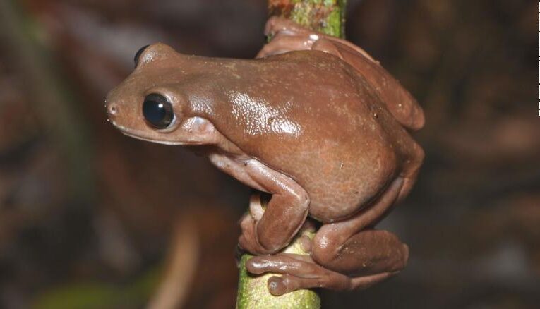 Thú vị loài ếch cây chocolate mới được các nhà khoa học phát hiện