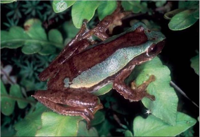Ở Việt Nam cũng từng phát hiện ra 3 loại ếch cây