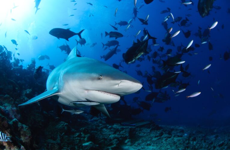 Tìm hiểu thêm về loại cá mập nguy hiểm nhất trái đất