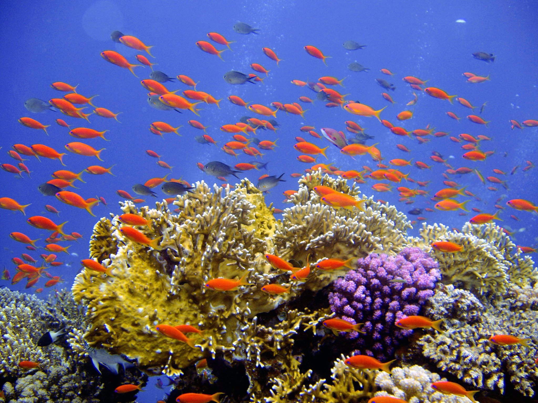 Thực tế san hô là một loài động vật bậc thấp thuộc ngành ruột khoang