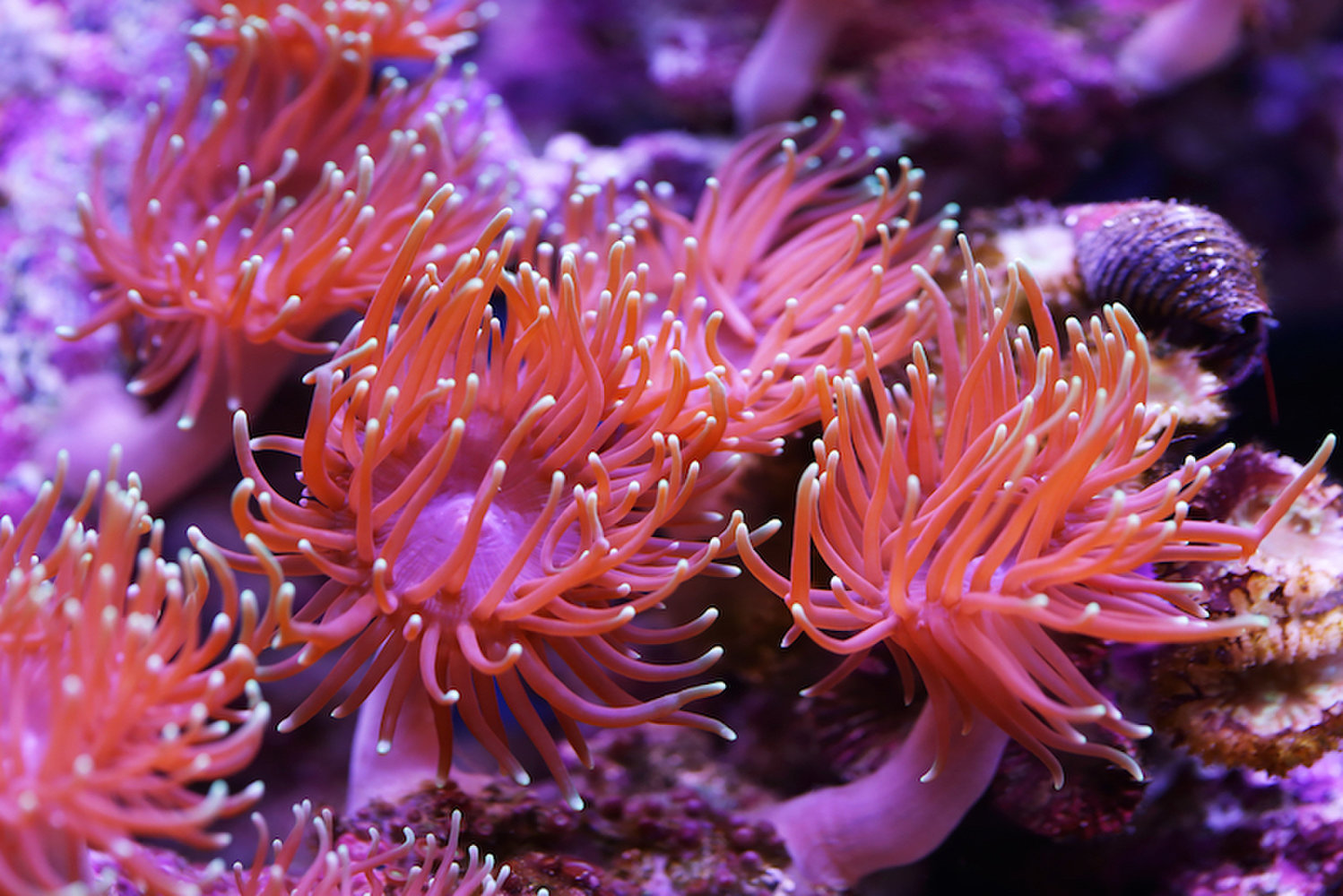 Những điều thú vị về san hô