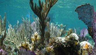 Khám phá thú vị về san hô
