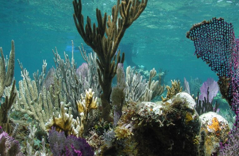 Khám phá thú vị về san hô