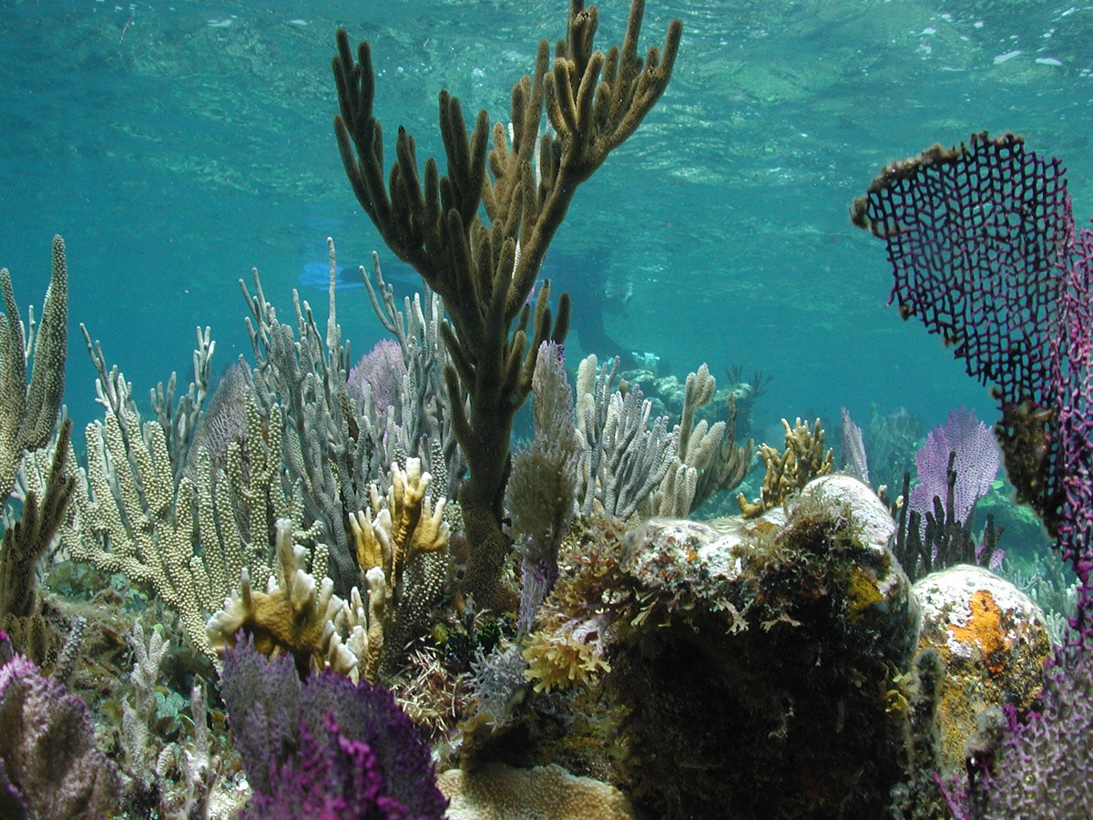 Tìm hiểu về loại san hô