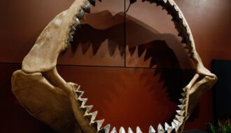 Tìm thấy hàm cá mập khổng lồ hóa thạch