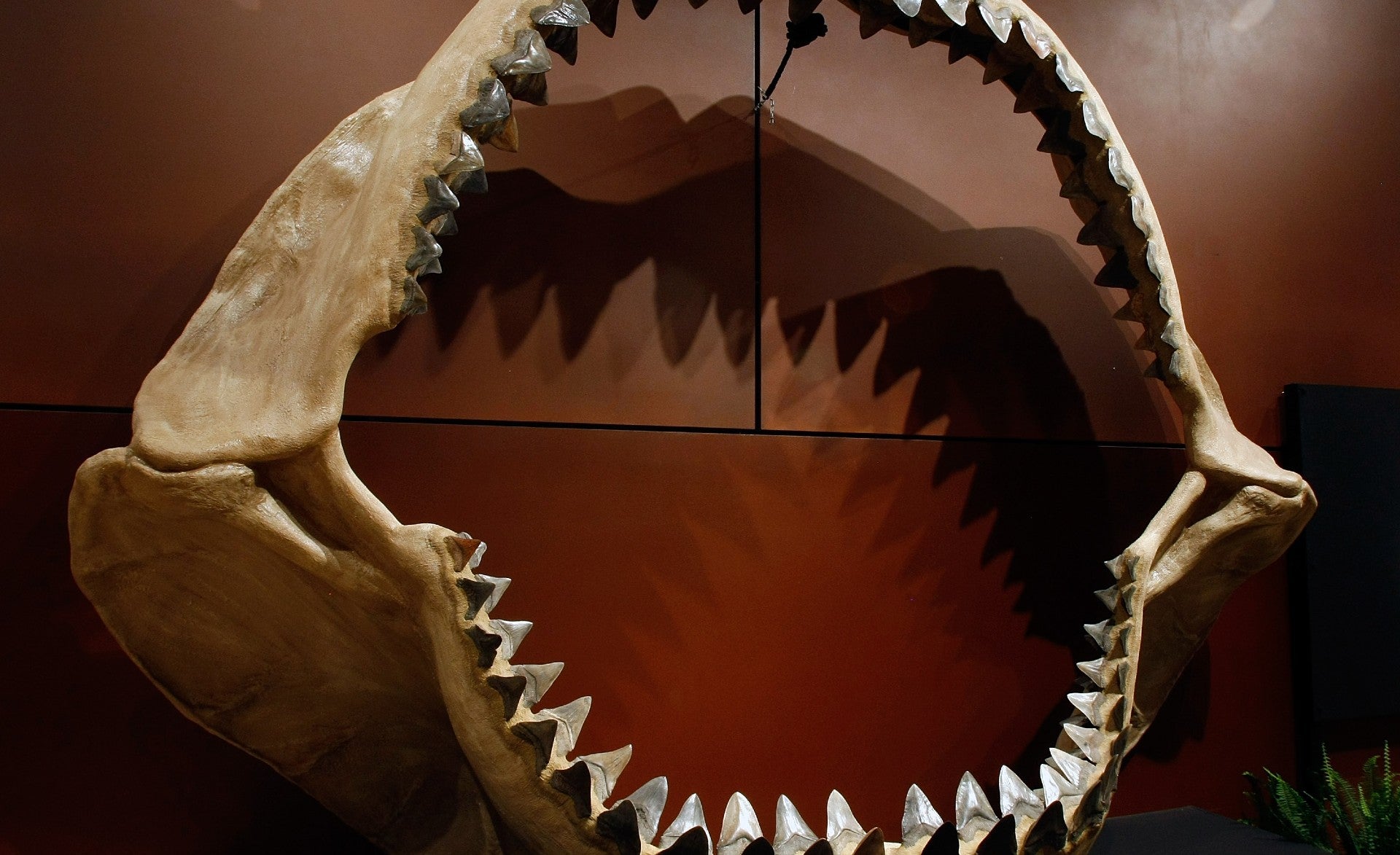 Tìm thấy hàm cá mập khổng lồ hóa thạch