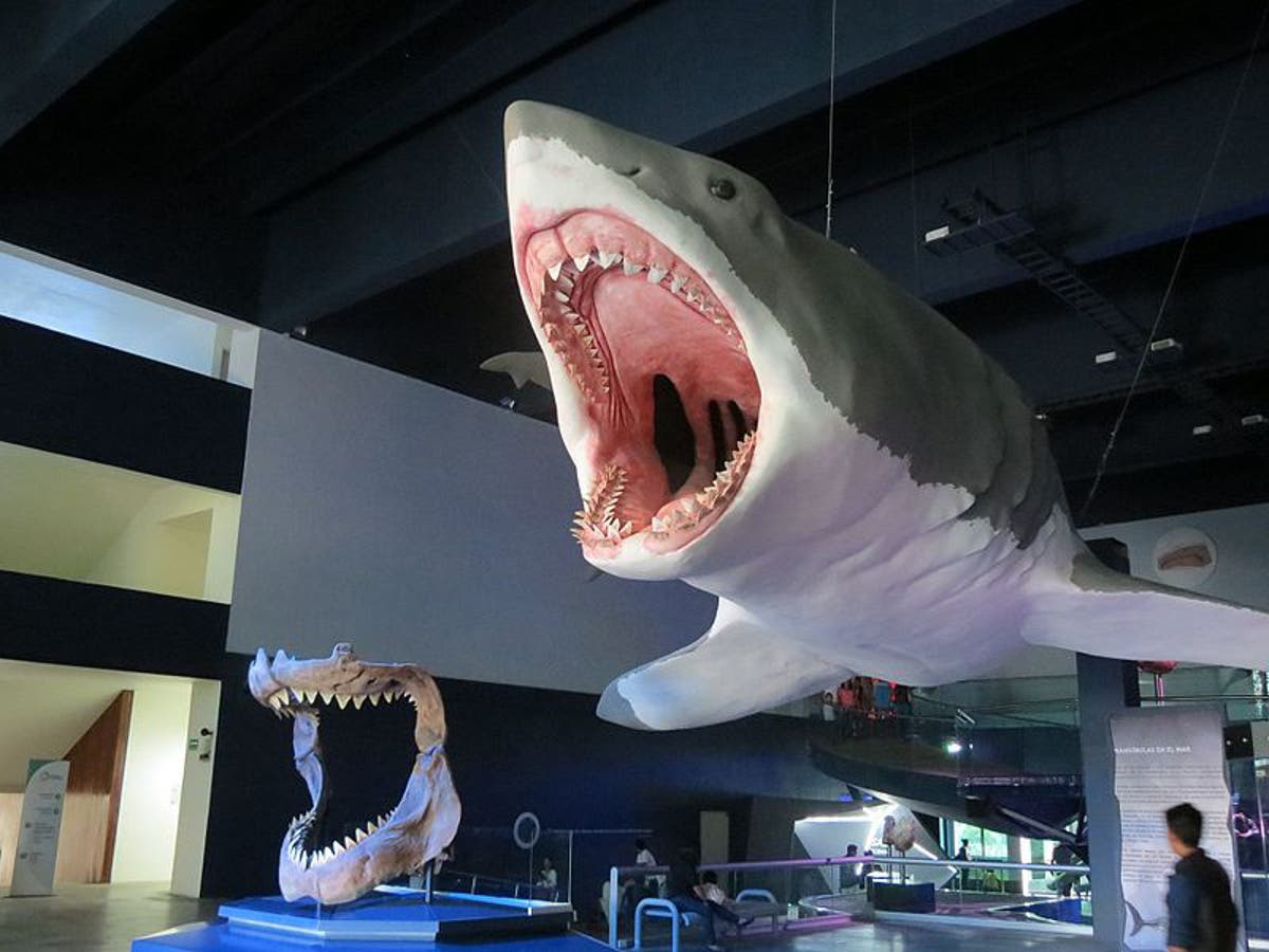 Nhà nghiên cứu Mỹ tìm thấy hàm cá mập khổng lồ