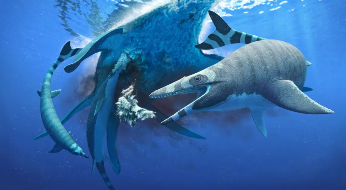 Một cặp vợ chồng khác tìm thấy hàm cá mập