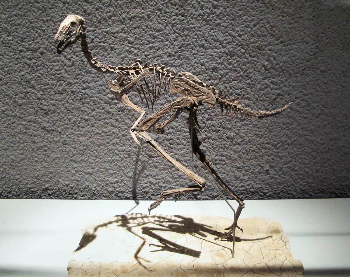 Phát hiện hóa thạch khủng long oviraptorosaur