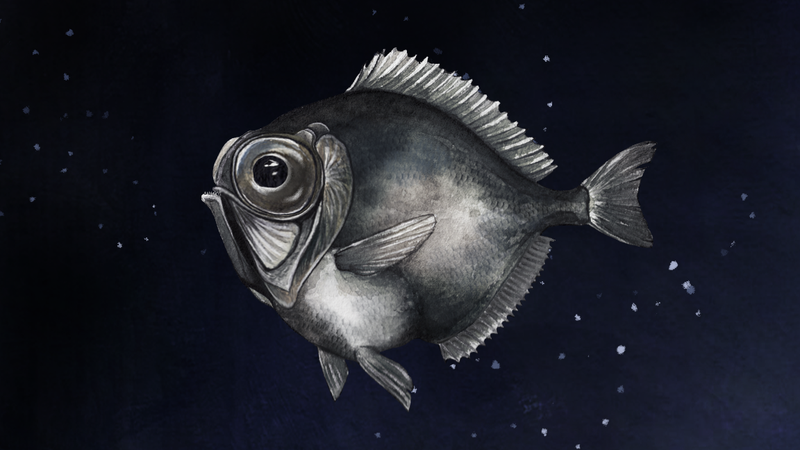 Cá spinyfin bạc